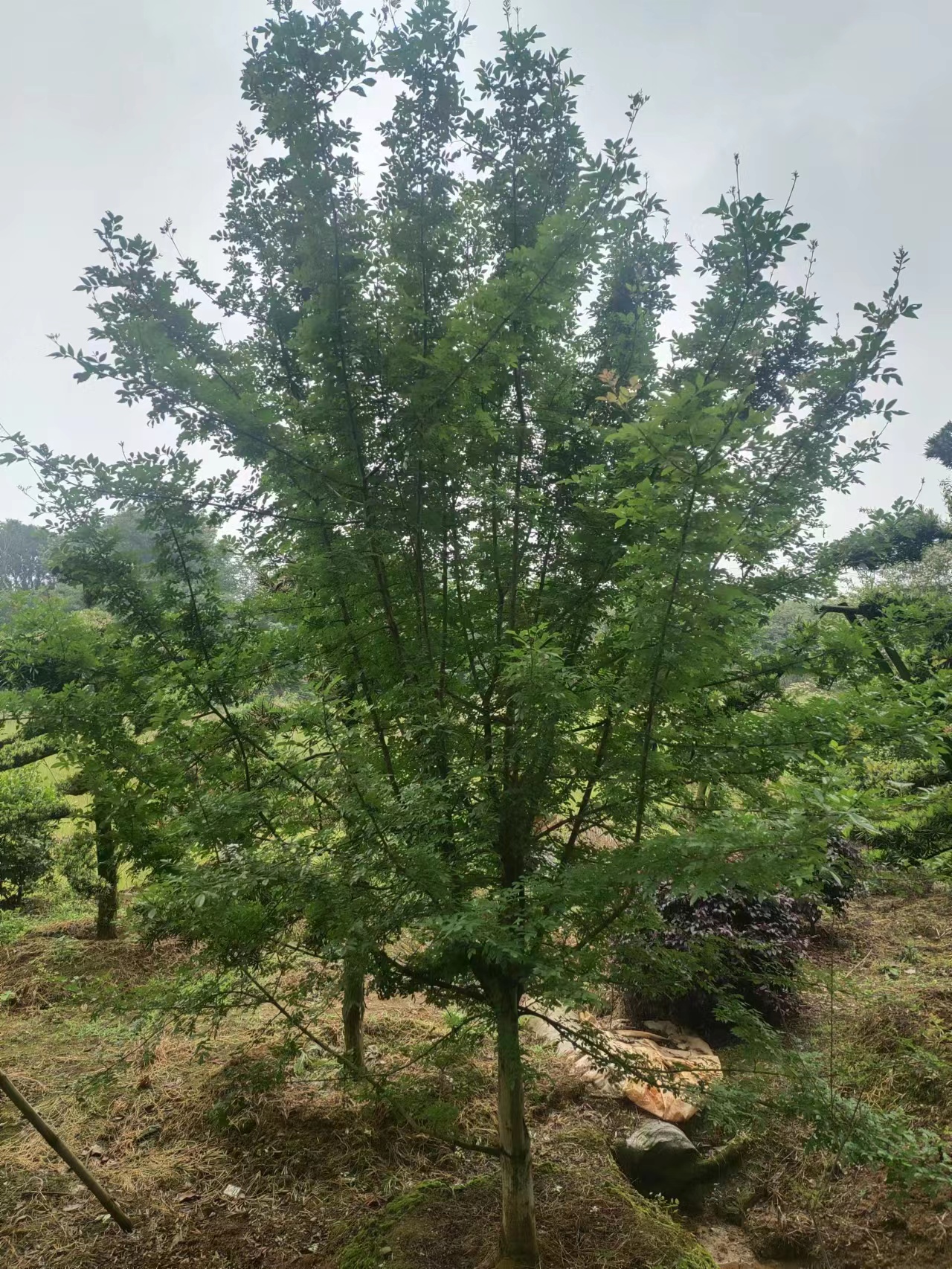 武汉周边专业移树换树补树一条龙服务